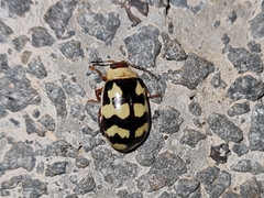 Alagoasa jacobiana