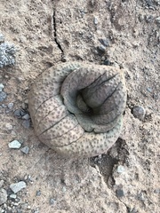 Massonia mimetica