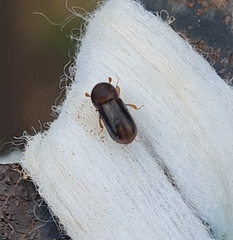 Trypodendron