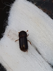 Trypodendron