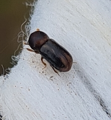 Trypodendron