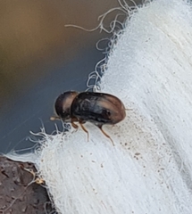 Trypodendron