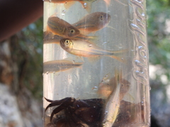 Devario