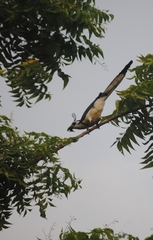 Calocitta formosa