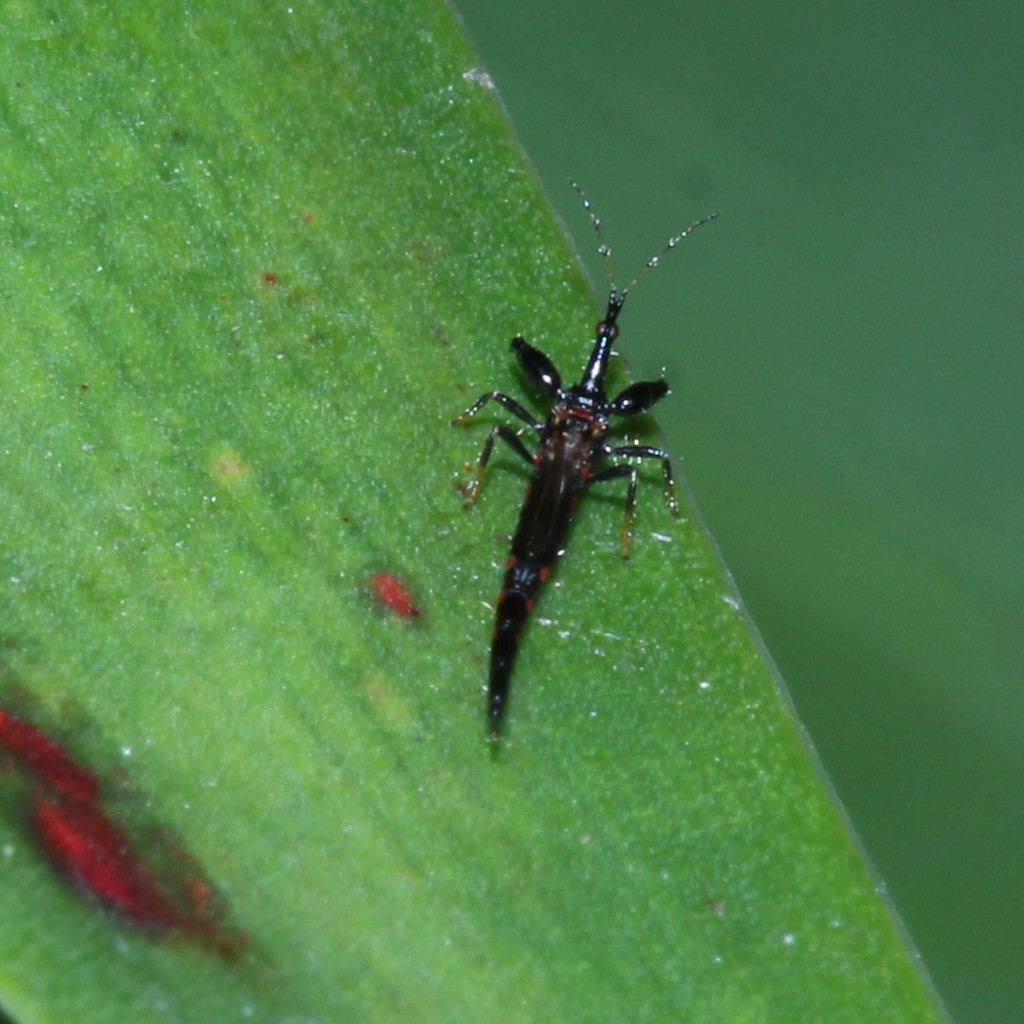 Mecynothrips hardyi