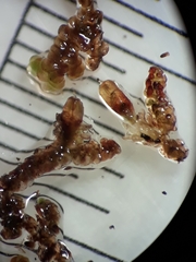 Frullania incumbens