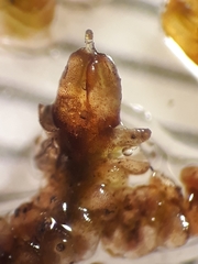 Frullania incumbens