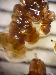 Frullania incumbens
