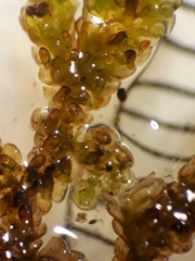Frullania incumbens