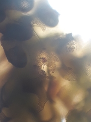Frullania incumbens
