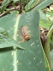 Lymantria xylina