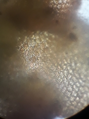 Frullania incumbens