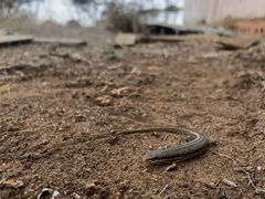 Morethia adelaidensis