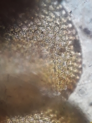 Frullania incumbens