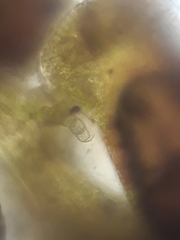 Frullania incumbens
