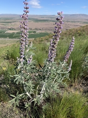 Lupinus leucophyllus
