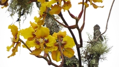 Cyrtochilum macranthum