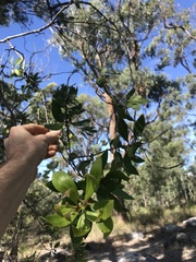 Persoonia cornifolia