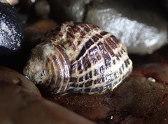 Acanthinucella punctulata