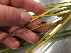 Carex sinclairii