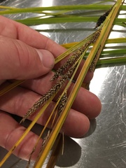 Carex sinclairii