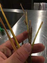 Carex sinclairii