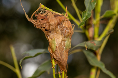 Dichocrocis clytusalis