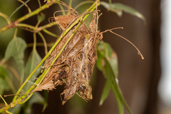 Dichocrocis clytusalis