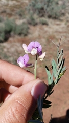 Lathyrus brownii