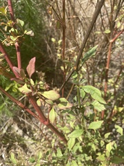 Ludwigia repens