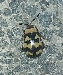 Alagoasa jacobiana