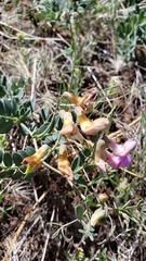 Lathyrus brownii