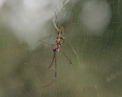 Trichonephila clavipes