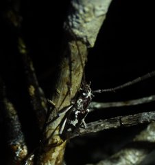 Elaphidion irroratum
