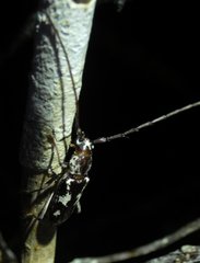Elaphidion irroratum