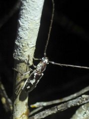 Elaphidion irroratum