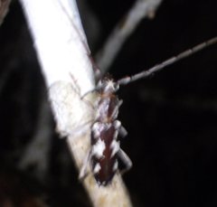 Elaphidion irroratum