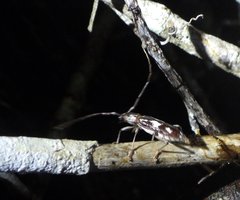 Elaphidion irroratum