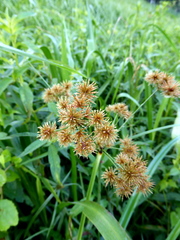 Cyperus compactus