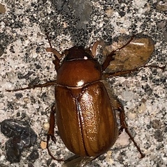 Phyllophaga crinita