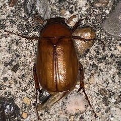Phyllophaga crinita