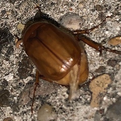 Phyllophaga crinita
