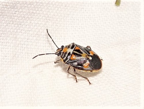 (c) Glenda Walter, some rights reserved (CC BY-NC), uploaded by Glenda Walter