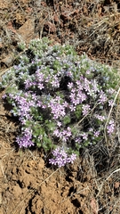 Phlox douglasii