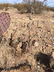 Hedosyne ambrosiifolia