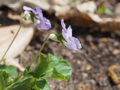 Viola kusanoana