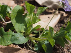 Viola kusanoana