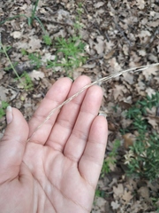 Achnatherum bromoides