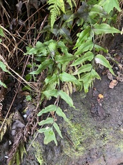 Cyrtomium caryotideum