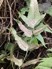 Cyrtomium caryotideum